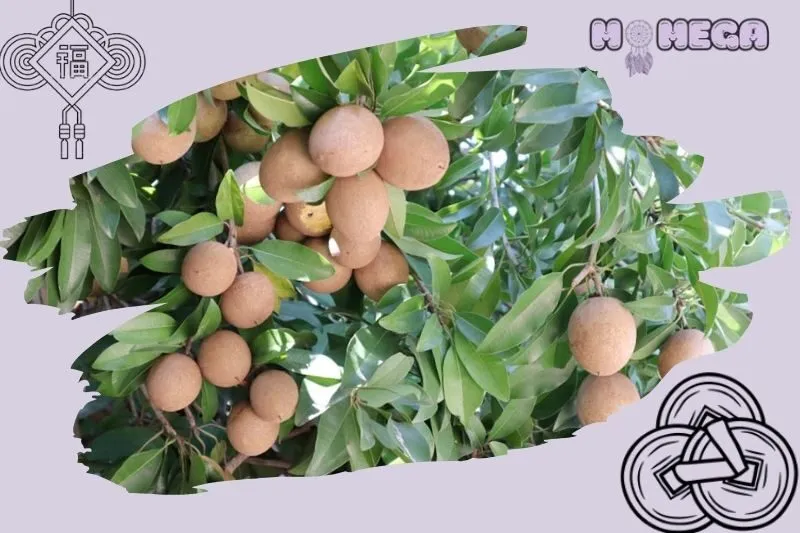 y-nghia-phong-thuy-cua-cay-hong-xiem-trong-cuoc-song-va-nha-o