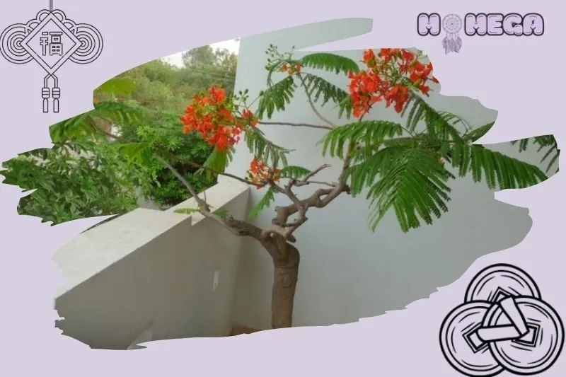 y-nghia-phong-thuy-cua-cay-phuong-vi-bonsai