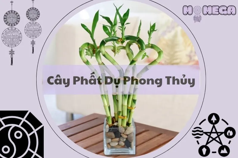 y-nghia-va-cach-cham-soc-cay-phat-du-phong-thuy-thu-hut-tai-loc