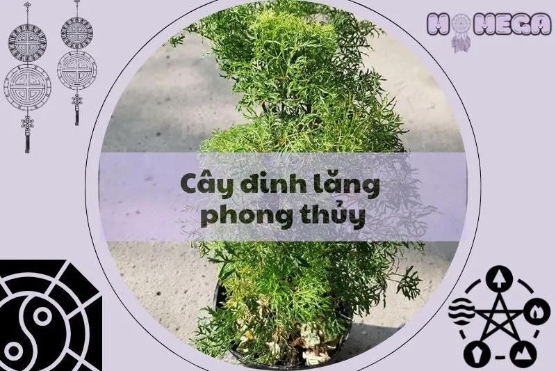 y-nghia-va-cach-trong-cay-dinh-lang-phong-thuy-mang-tai-loc