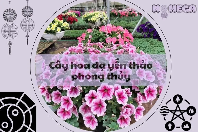 y-nghia-va-cach-trong-cay-hoa-da-yen-thao-phong-thuy