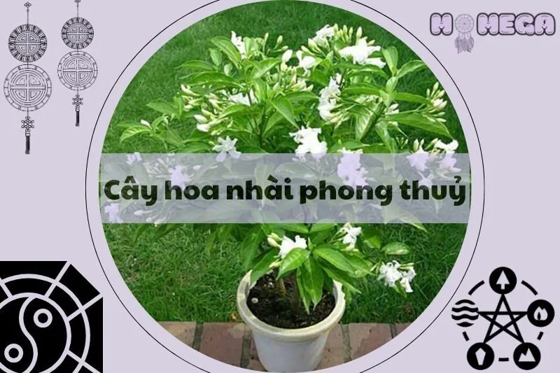 y-nghia-va-cach-trong-cay-hoa-nhai-phong-thuy-mang-lai-may-man