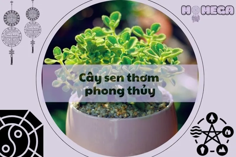 y-nghia-va-cach-trong-cay-sen-thom-phong-thuy-tai-nha